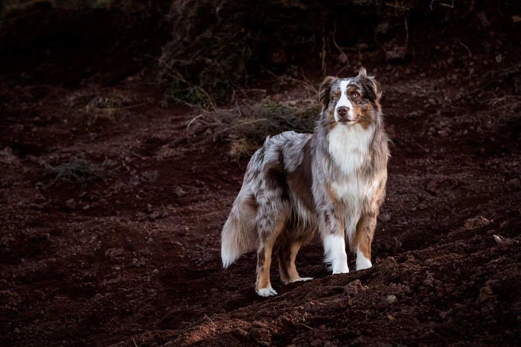 Publication : De La Tombée De La Nuit Auteur : Anais Rorif