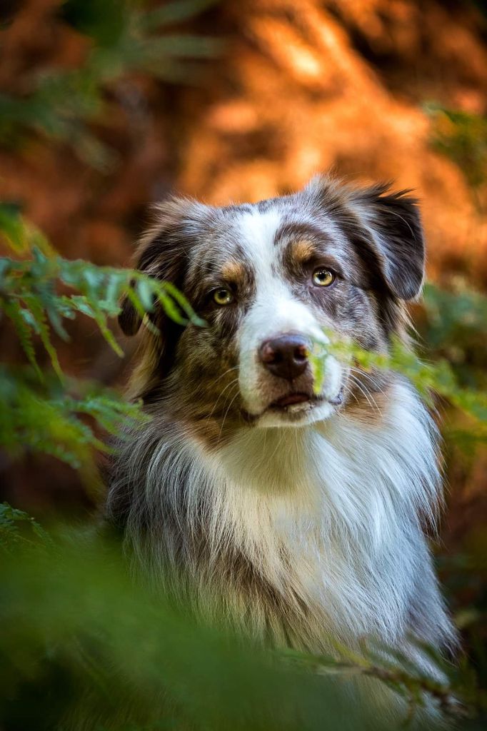 Publication : De La Tombée De La Nuit Auteur : Anais Rorif