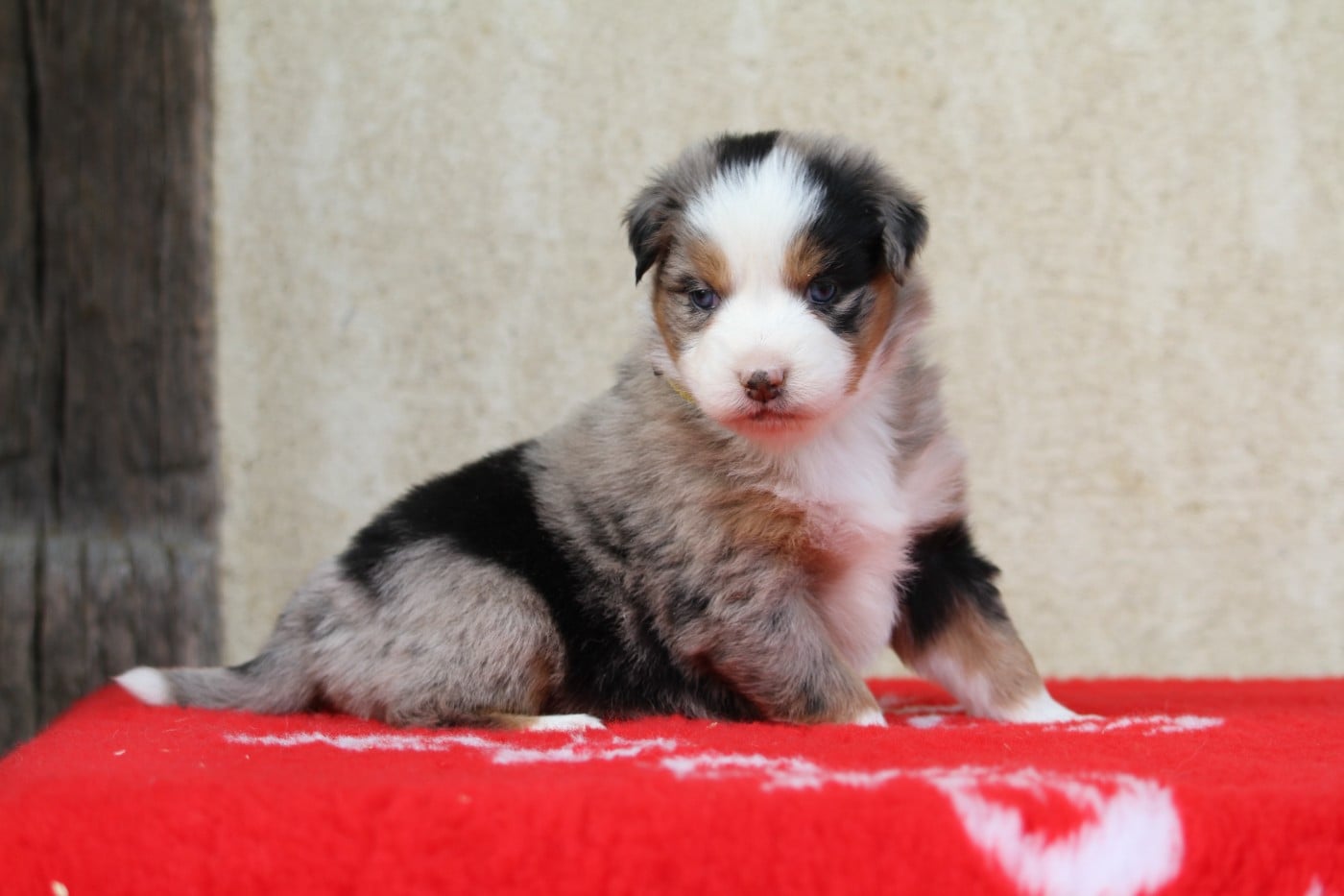Berger Australien - De La Tombée De La Nuit