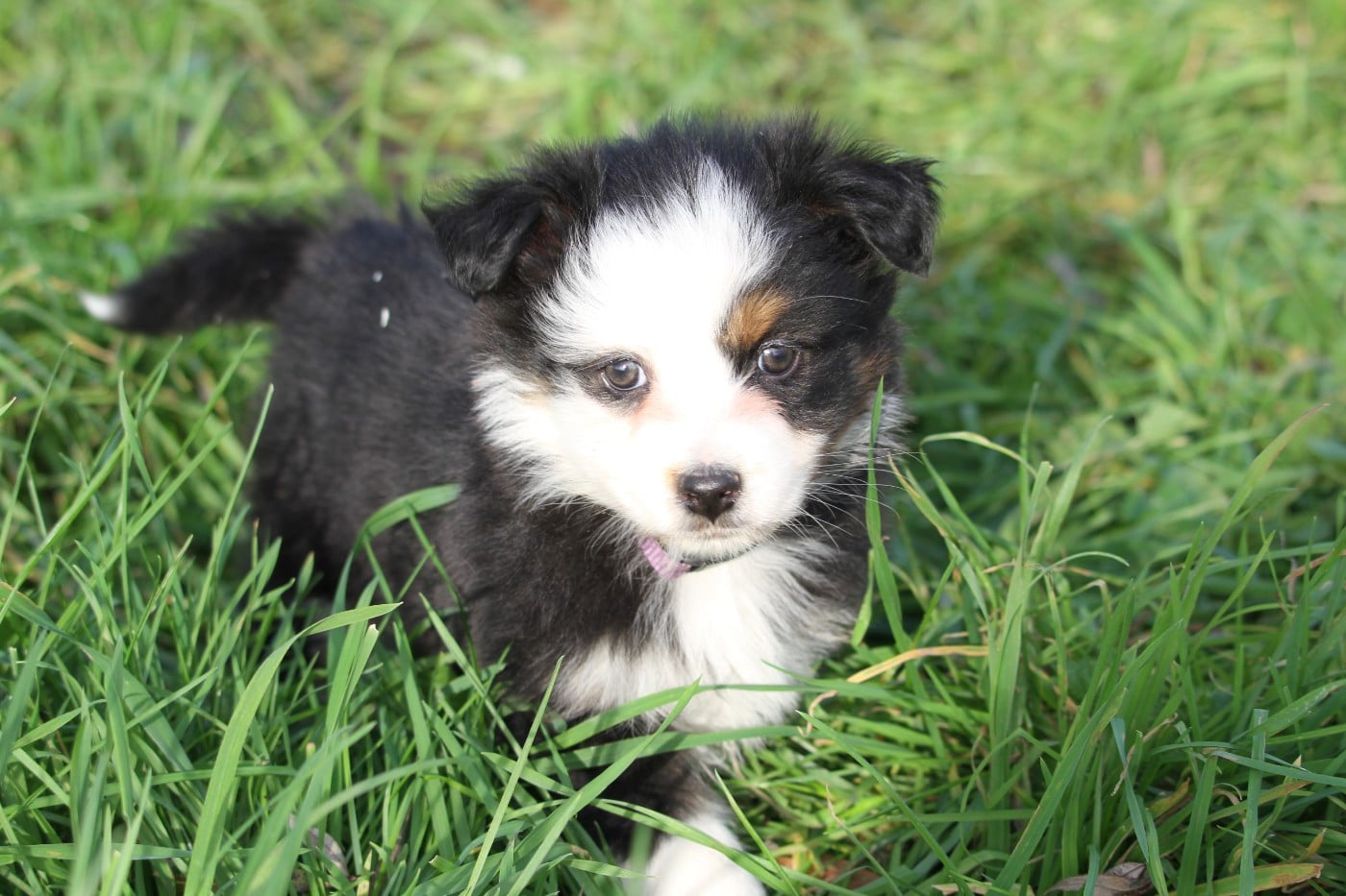 Femelle (collier violet)