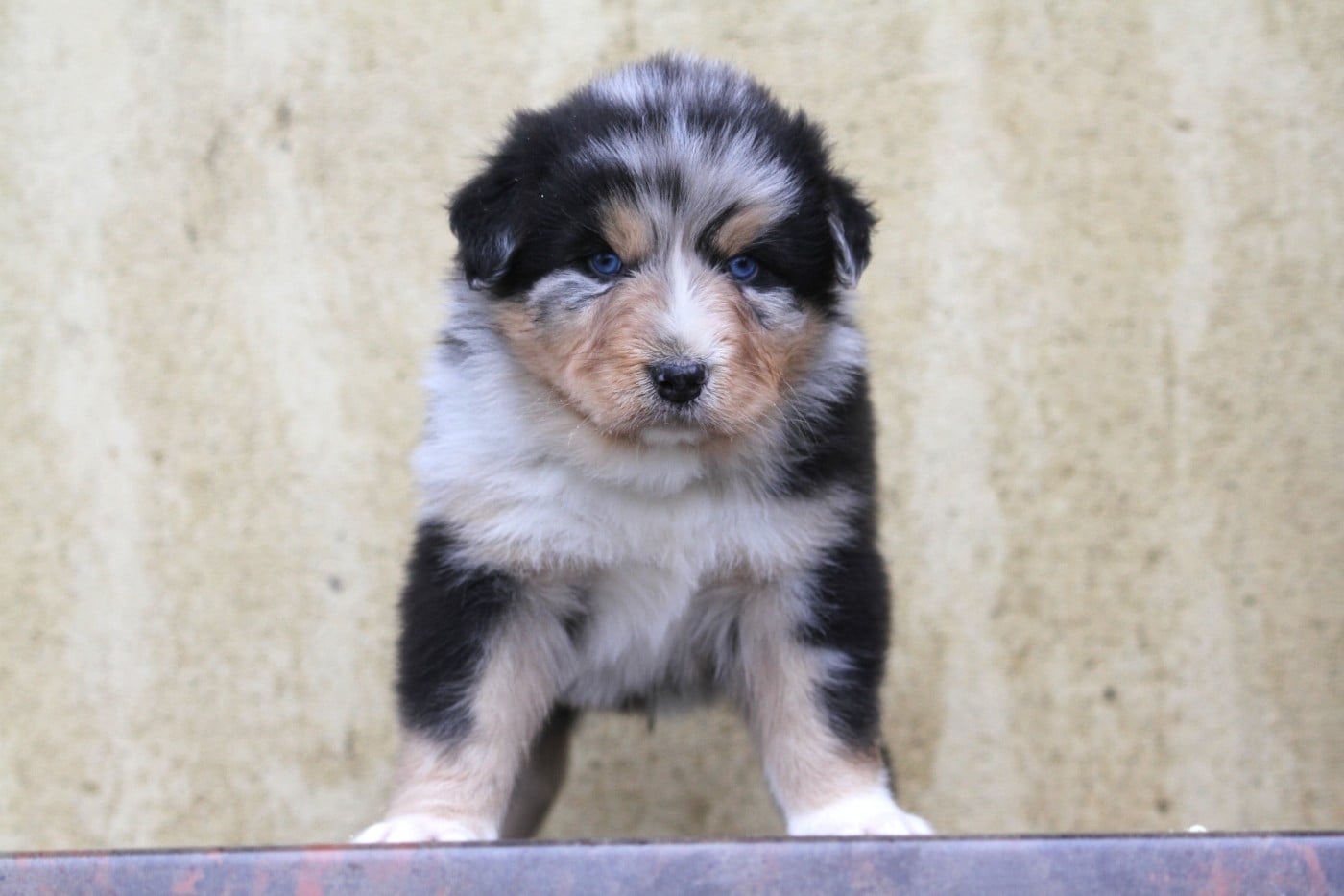 Berger Australien - De La Tombée De La Nuit