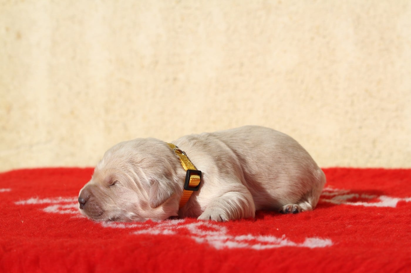 Mâle (collier jaune)