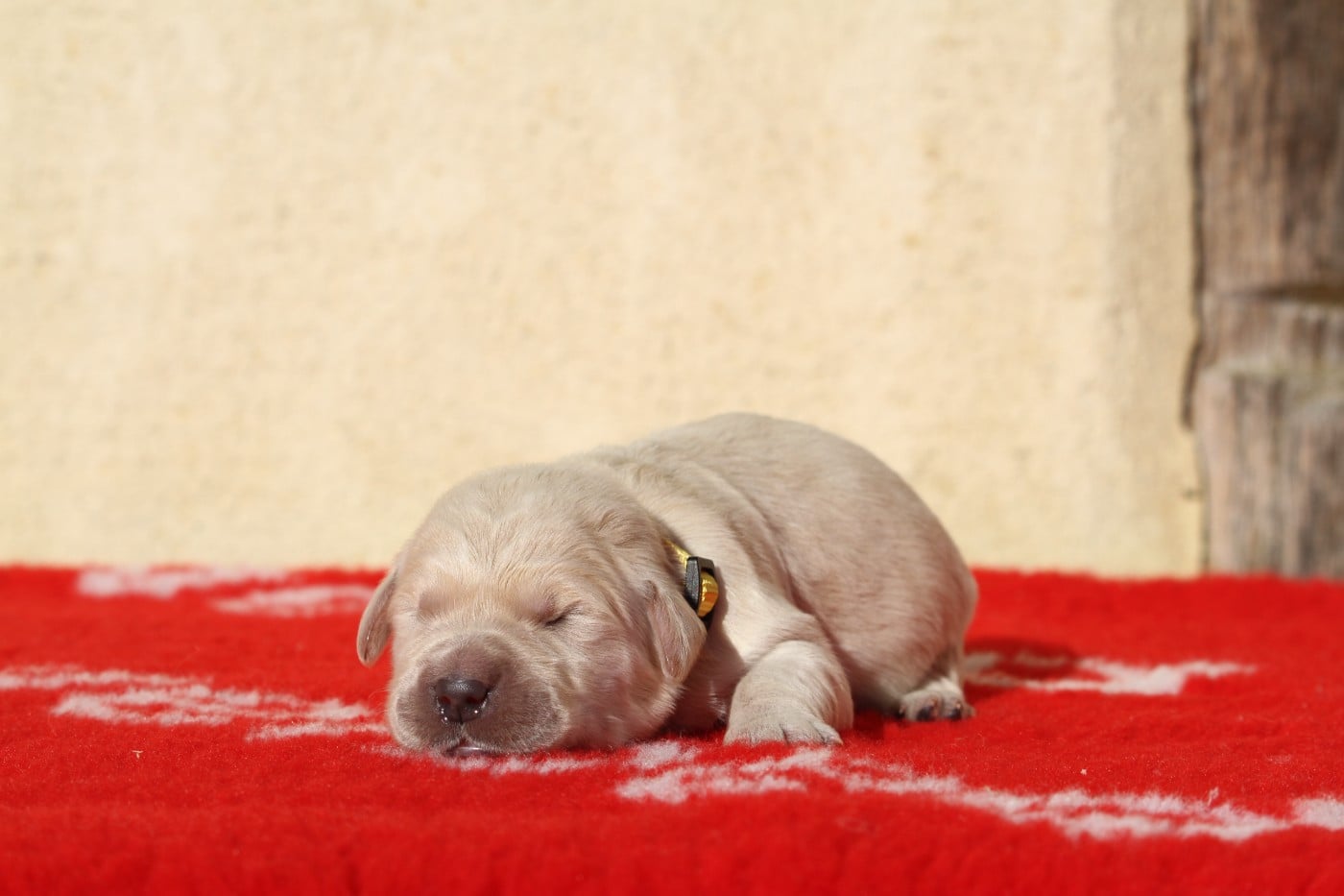 Mâle (collier jaune)