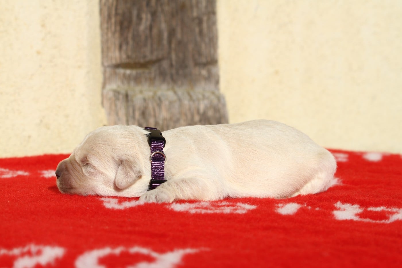 Femelle (collier violet)