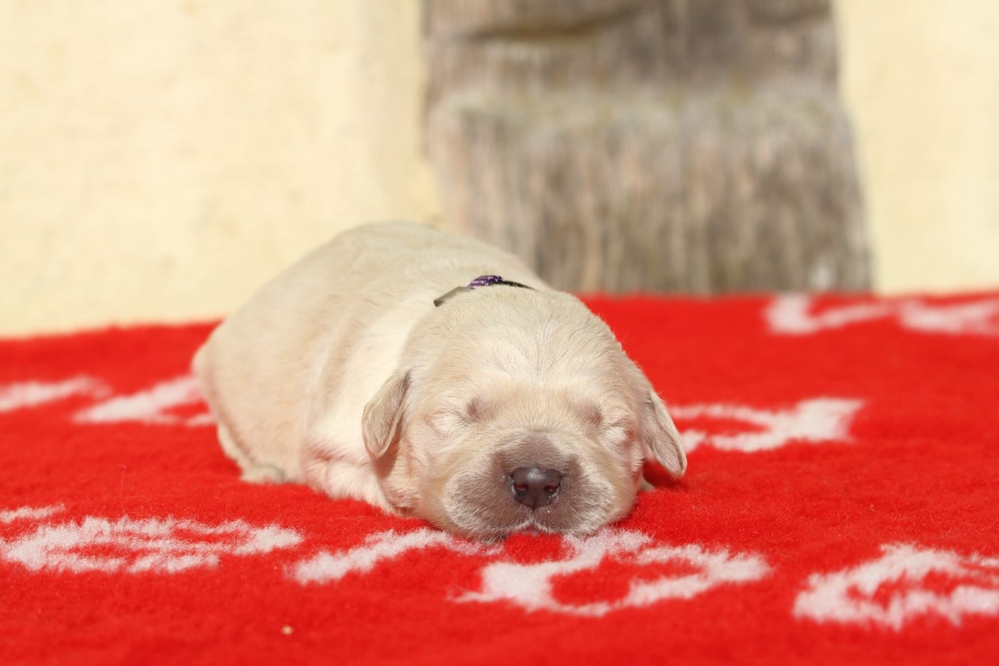 Femelle (collier violet)