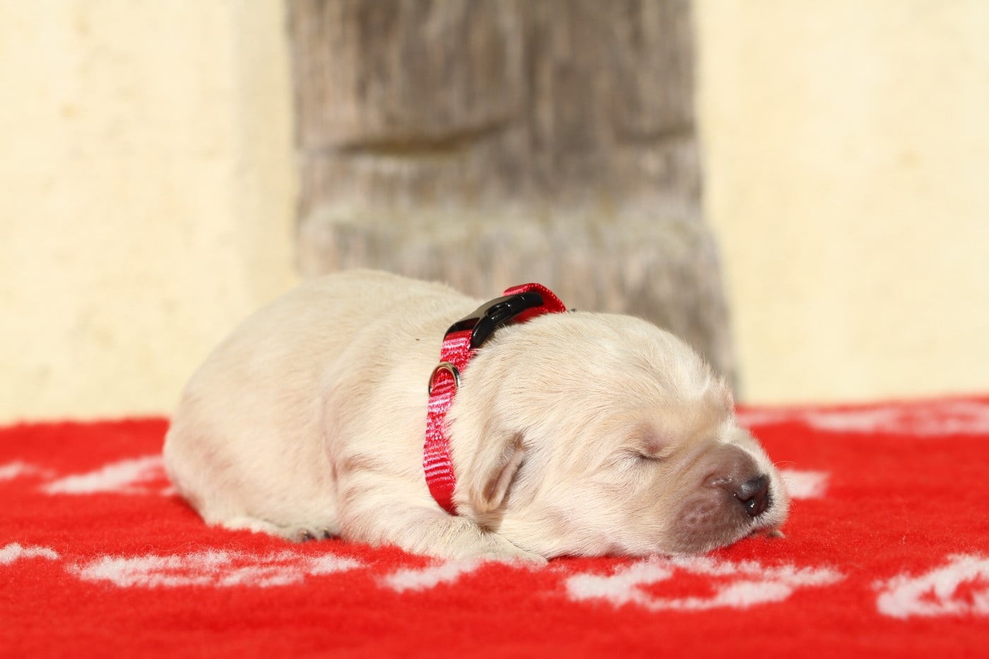 Mâle (collier rouge)