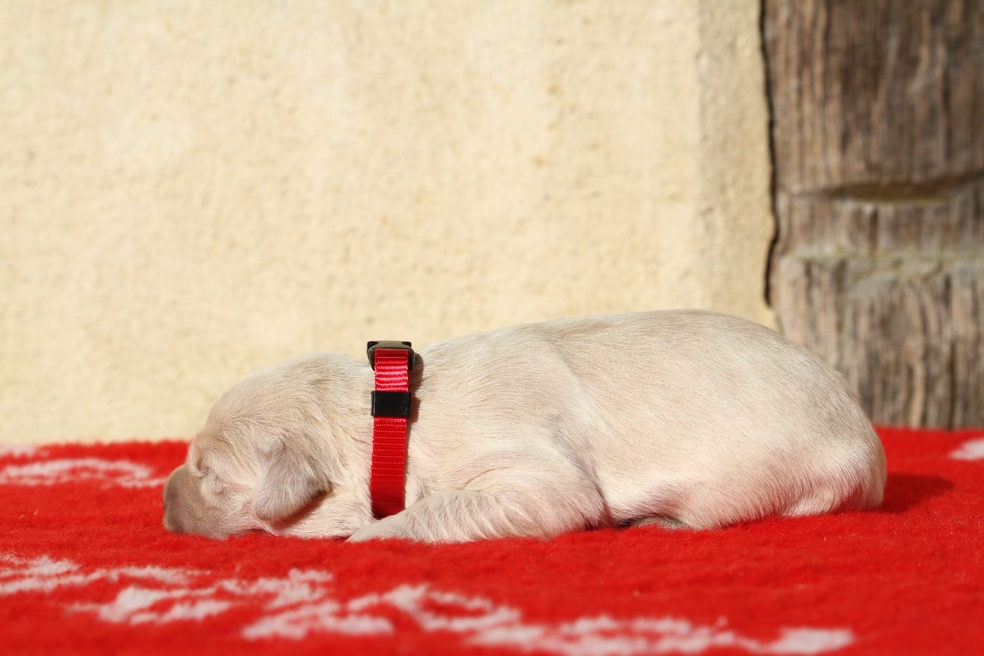 Mâle (collier rouge)