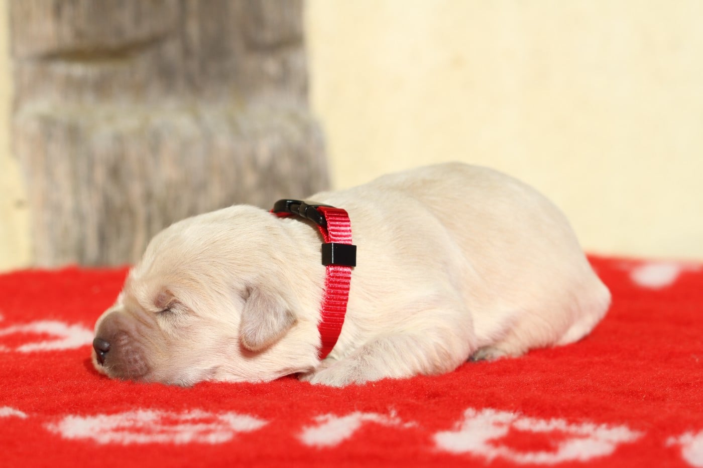 Mâle (collier rouge)