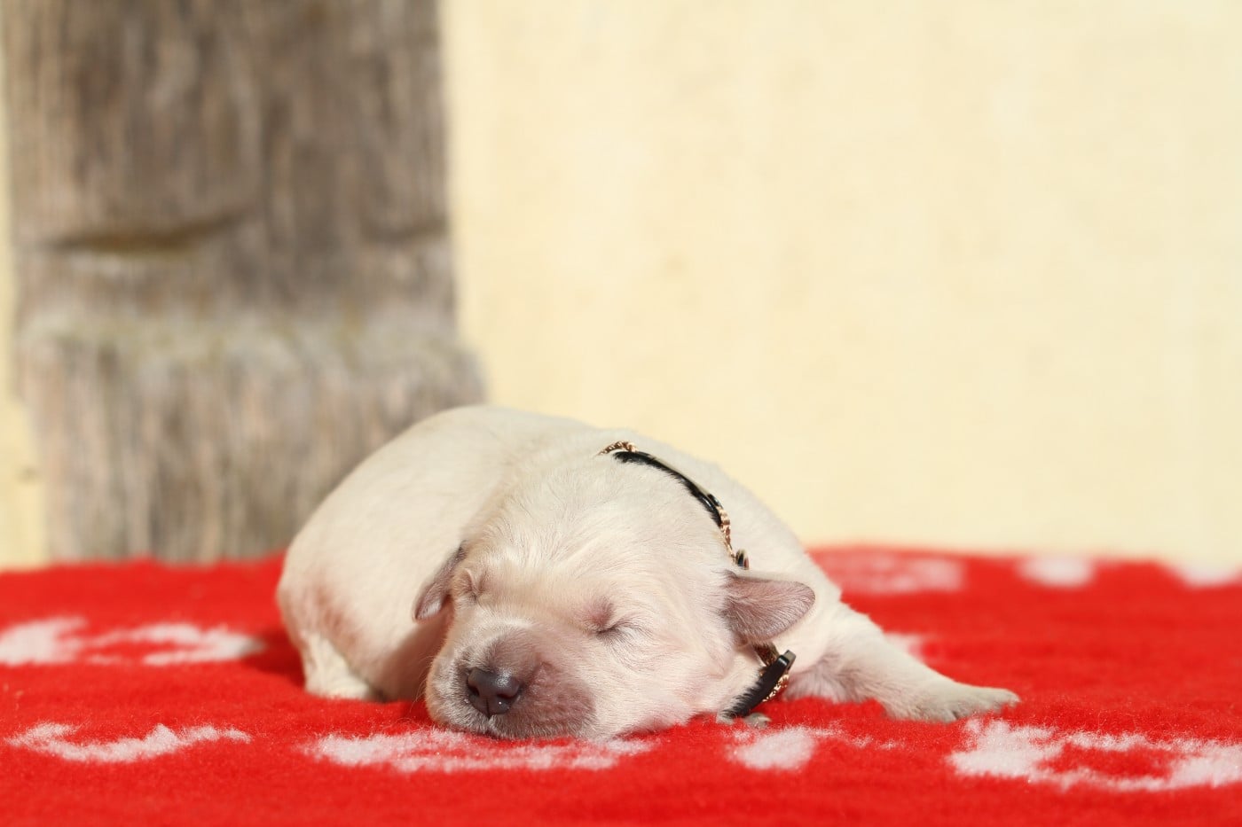 Femelle (collier marron)