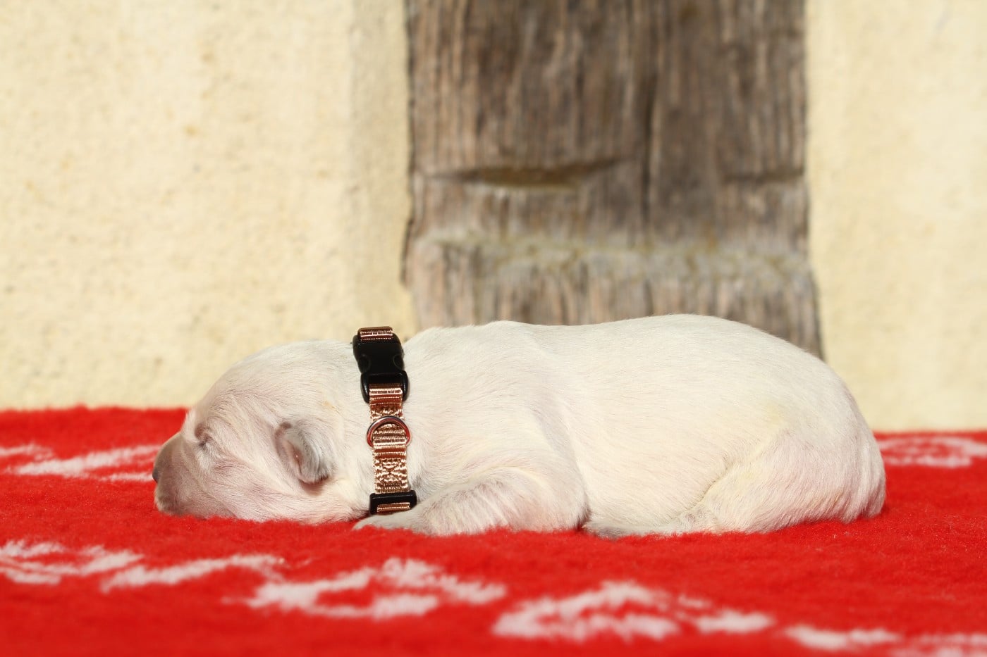 Femelle (collier marron)