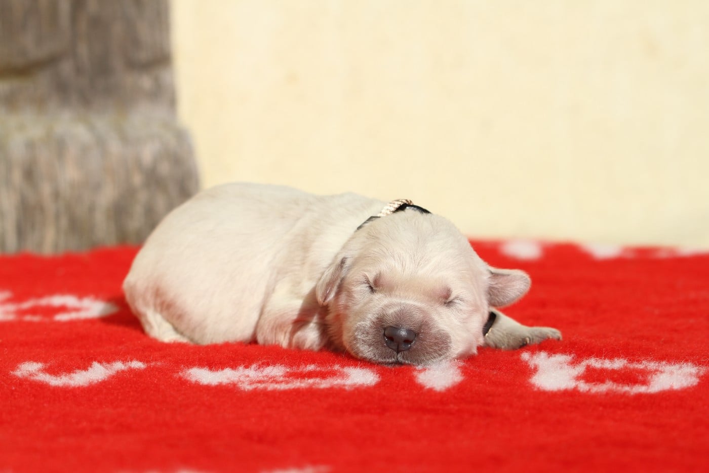 Femelle (collier marron)