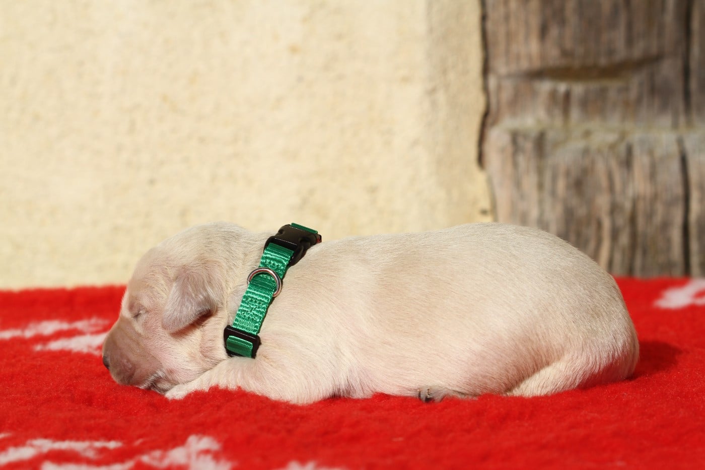 Mâle (collier vert)