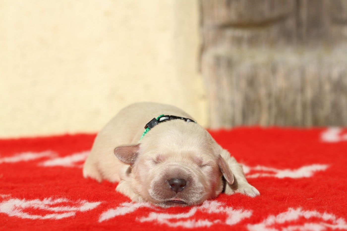 Mâle (collier vert)