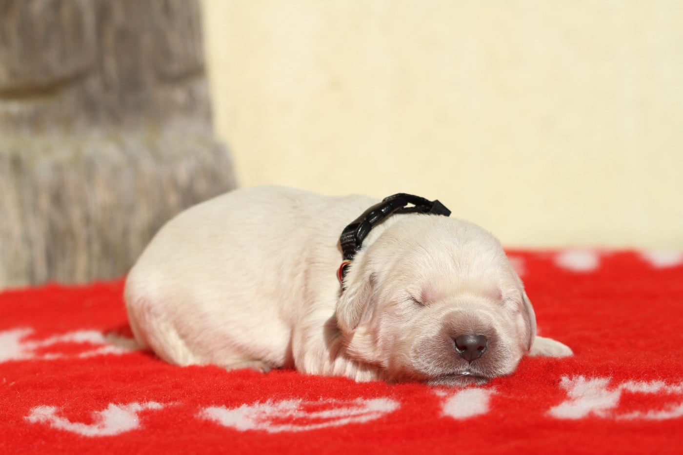 Mâle (collier noir)