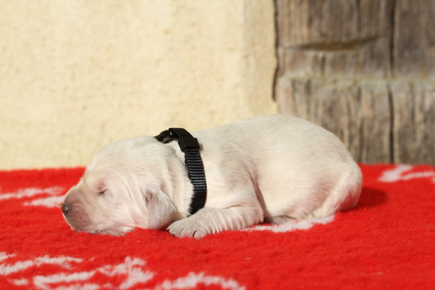 Mâle (collier noir)