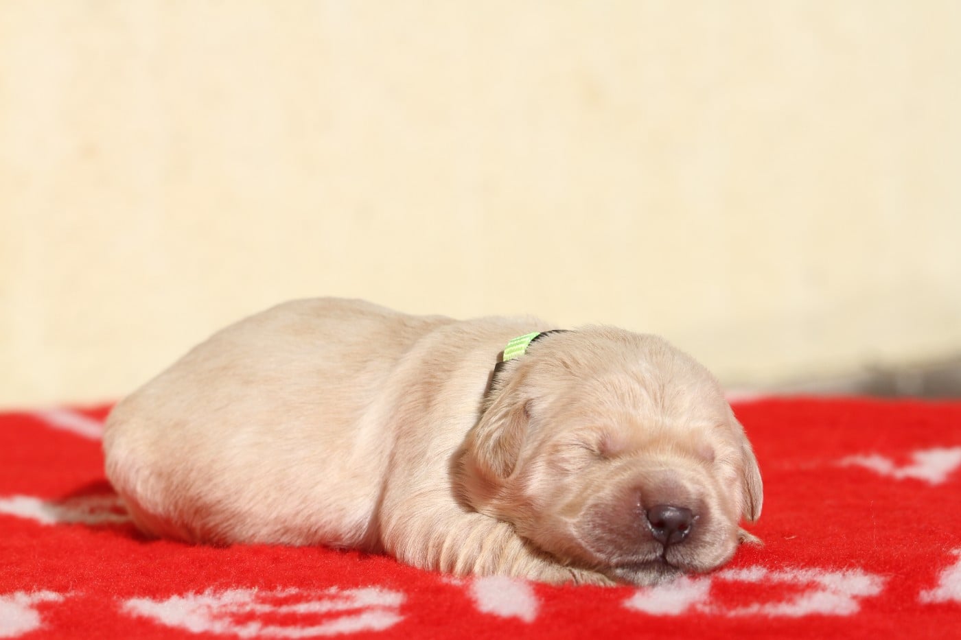 Femelle (collier fluo)