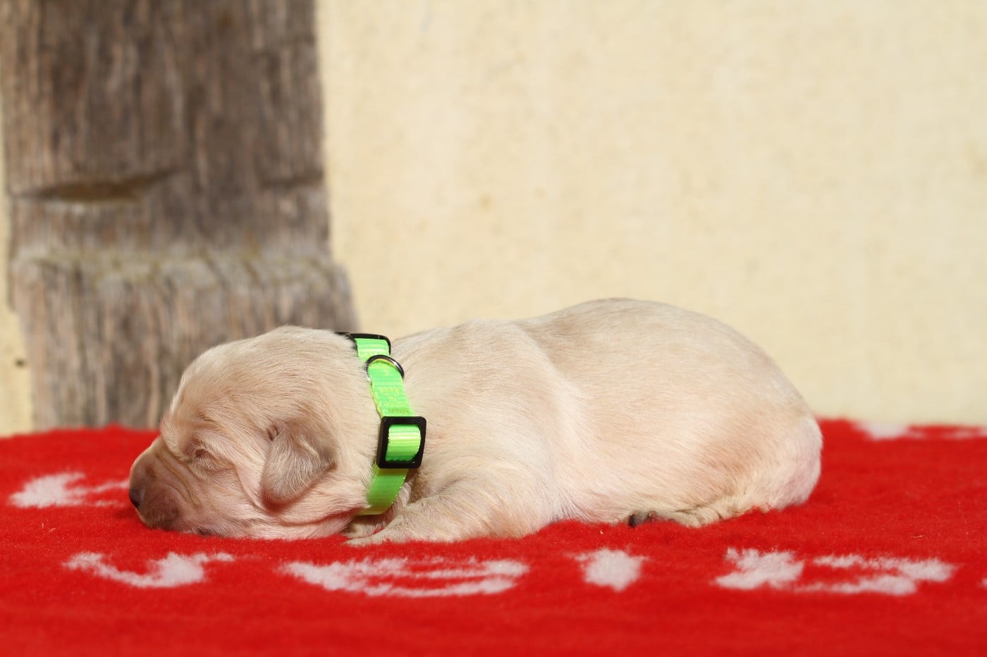 Femelle (collier fluo)