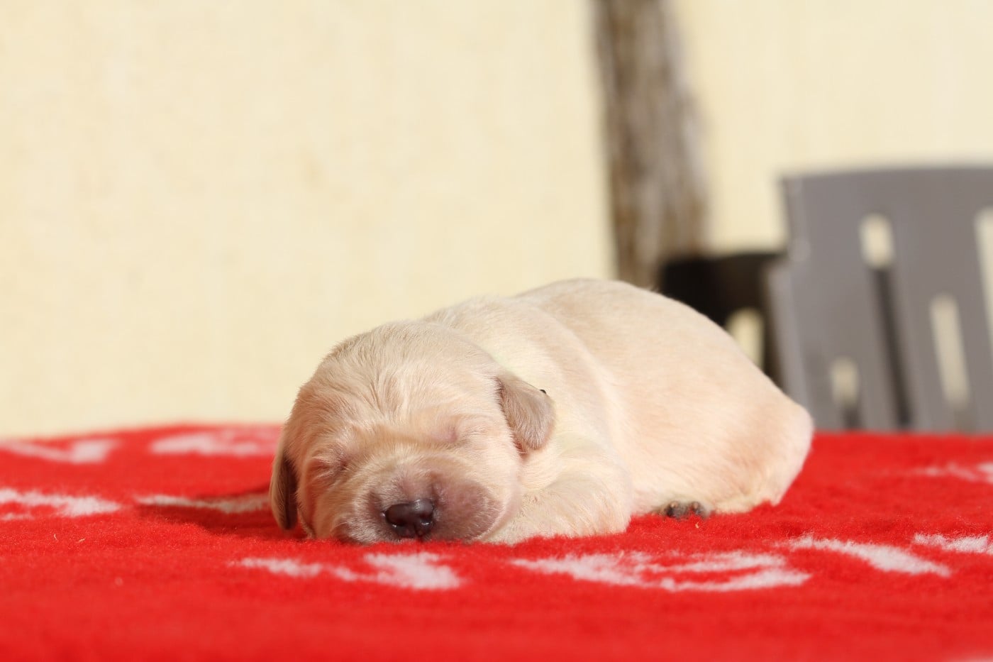 Femelle (collier fluo)