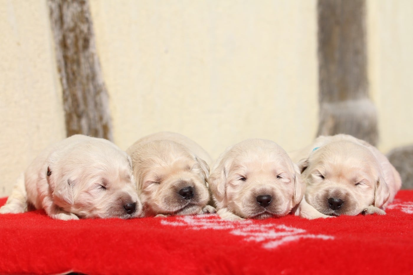 Golden Retriever - De La Tombée De La Nuit