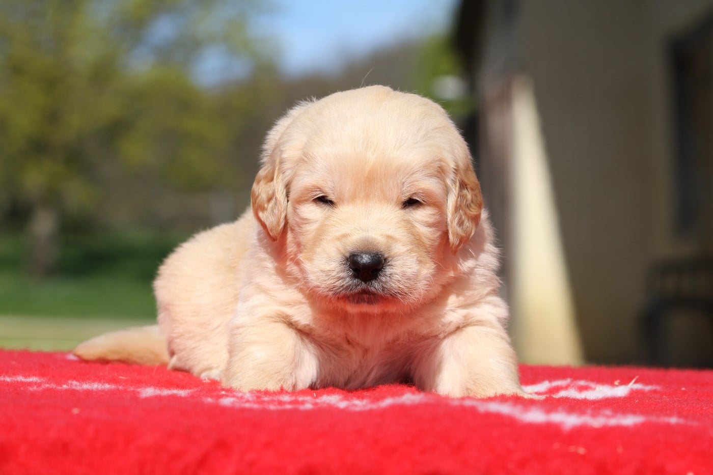 Golden Retriever - De La Tombée De La Nuit