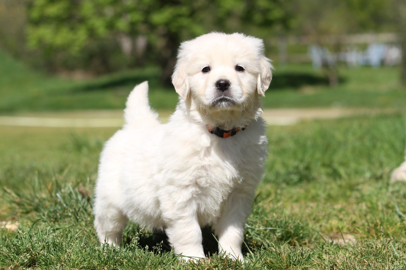 Golden Retriever - De La Tombée De La Nuit