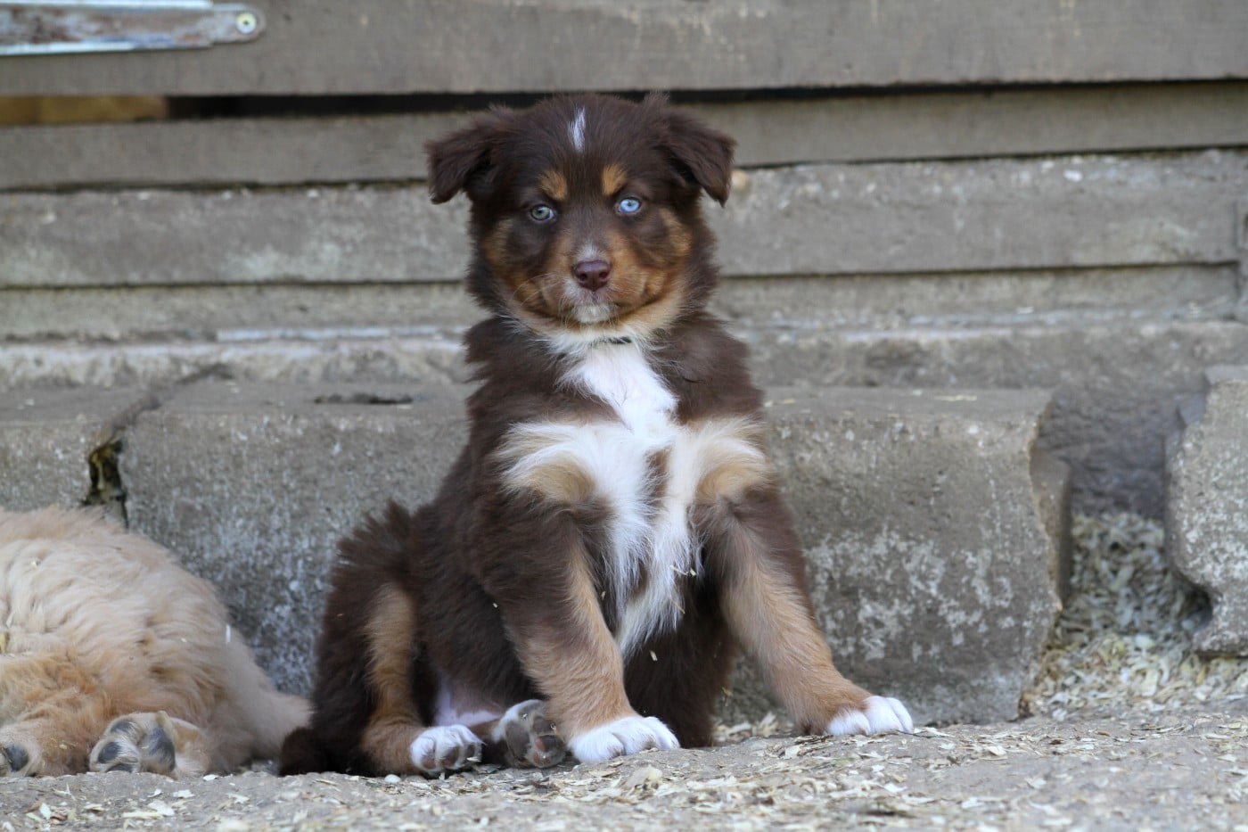 Berger Australien - De La Tombée De La Nuit