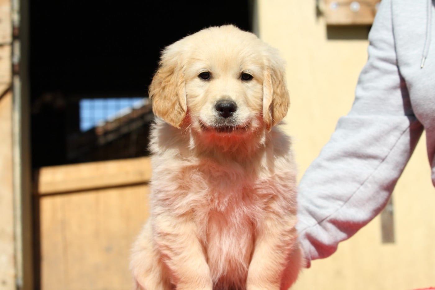 Golden Retriever - De La Tombée De La Nuit
