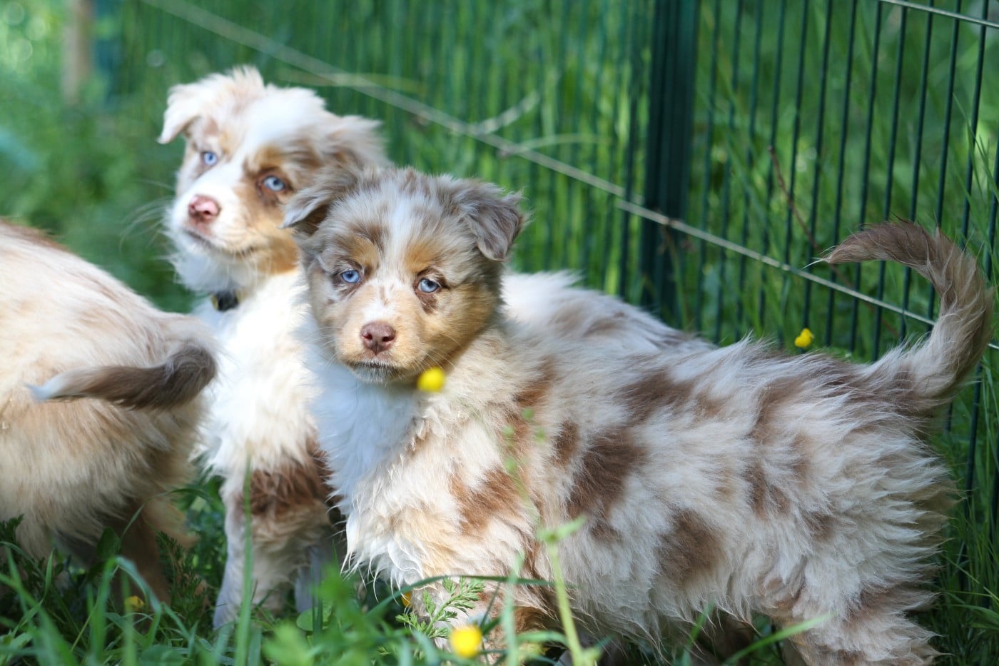 Berger Australien - De La Tombée De La Nuit