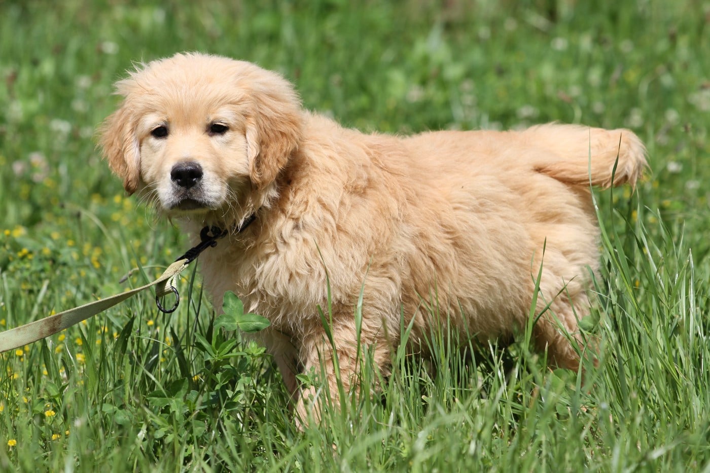 Golden Retriever - De La Tombée De La Nuit