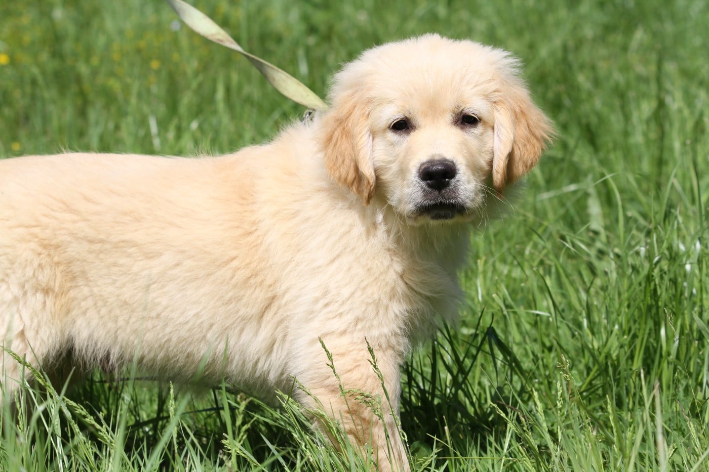 Golden Retriever - De La Tombée De La Nuit