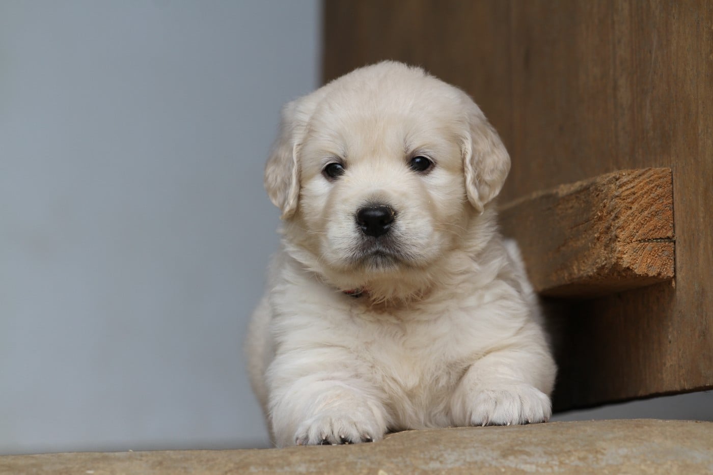 Golden Retriever - De La Tombée De La Nuit