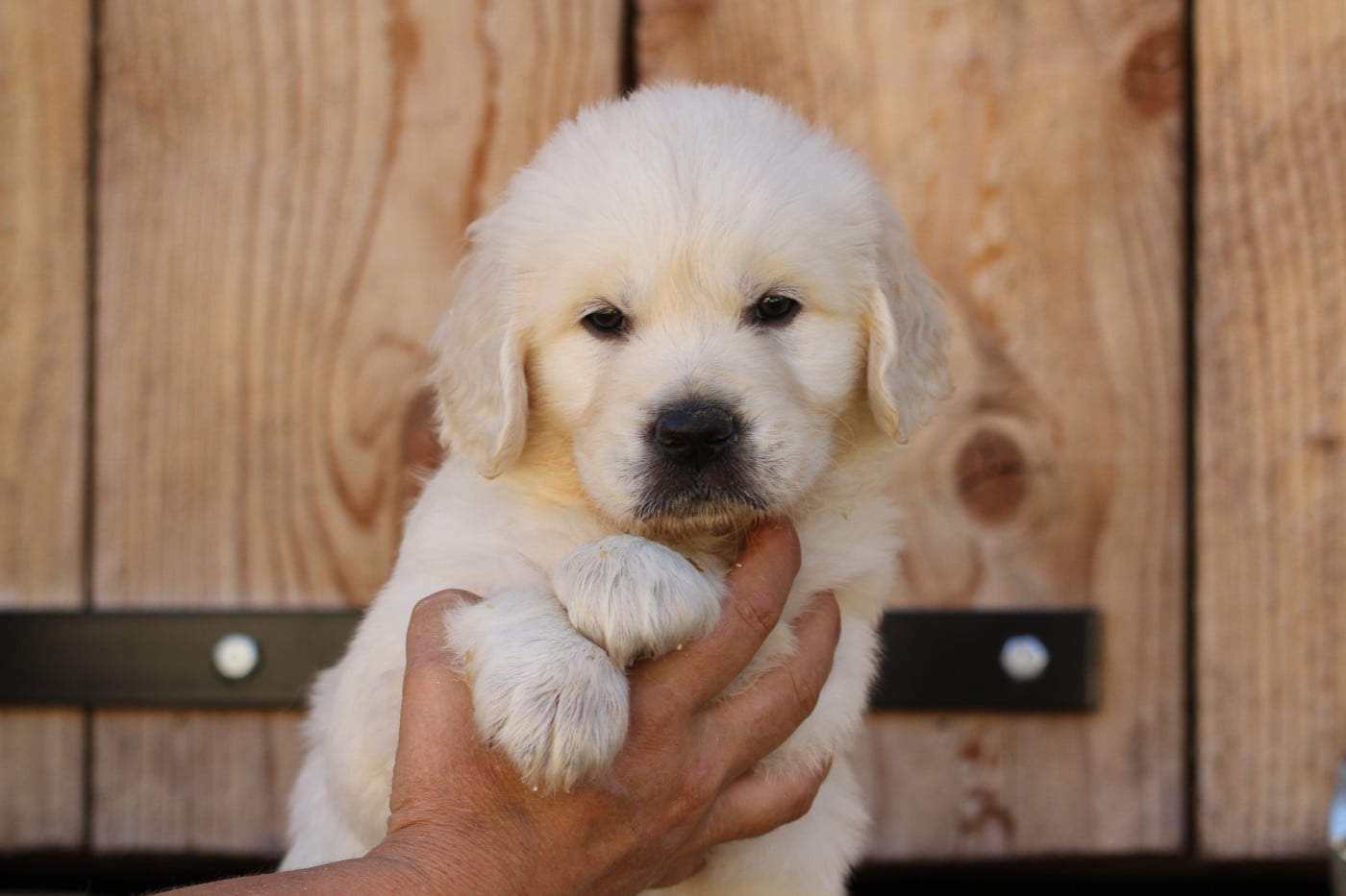 Chiot Golden Retriever