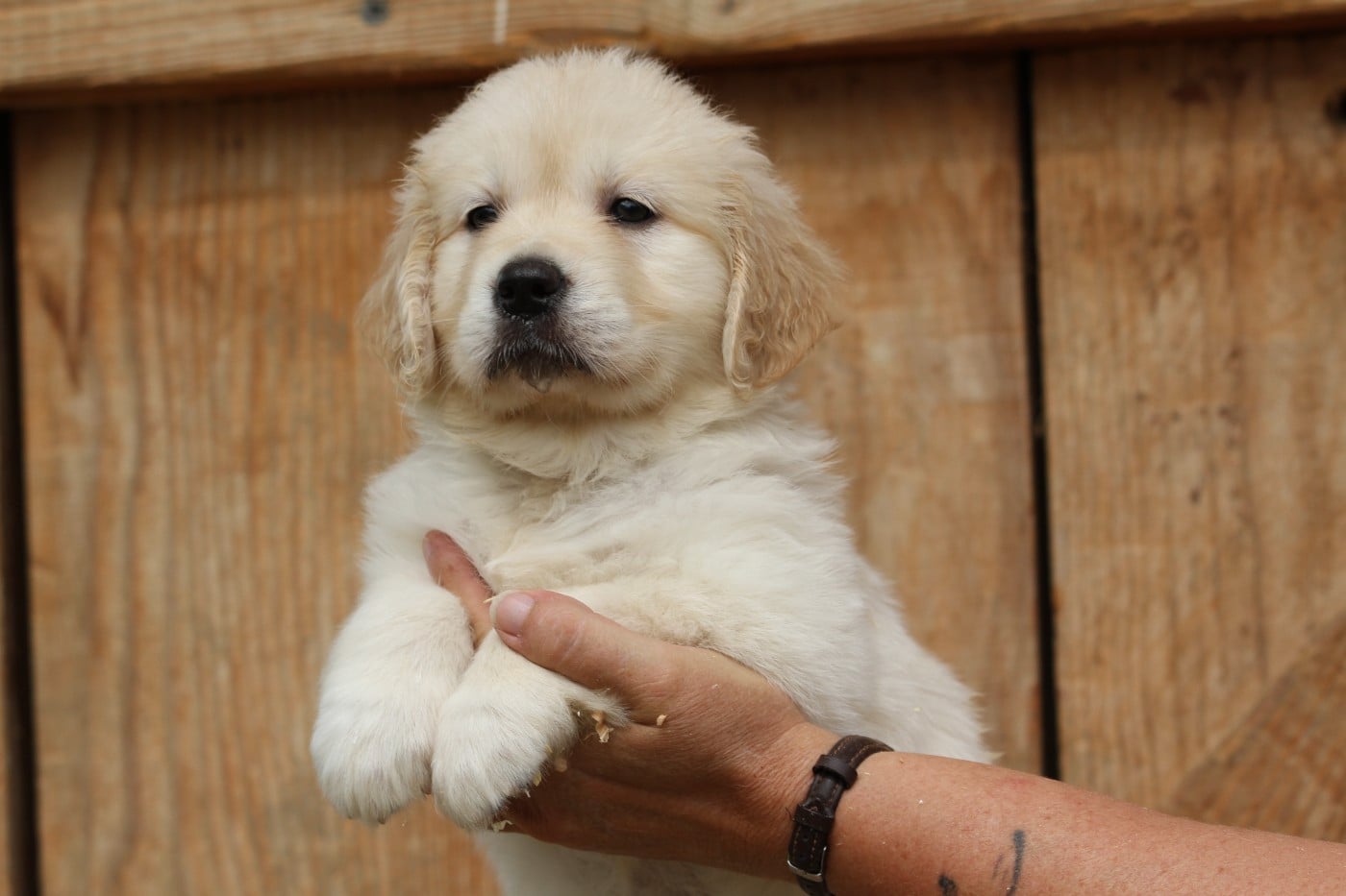 Golden Retriever - De La Tombée De La Nuit