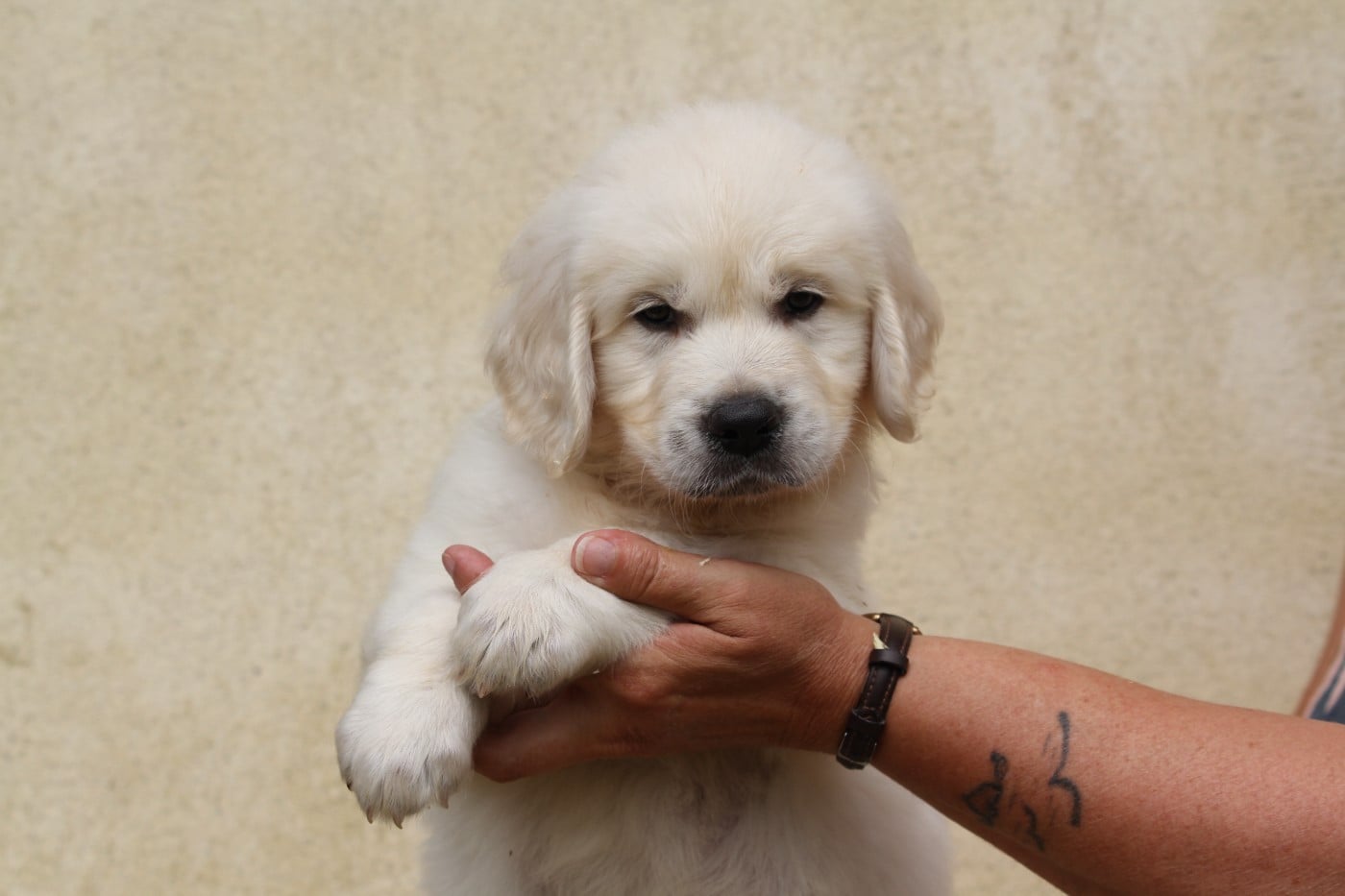 Golden Retriever - De La Tombée De La Nuit