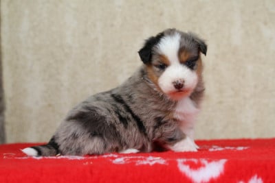 Les chiots de Berger Australien