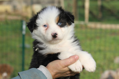 Les chiots de Berger Australien