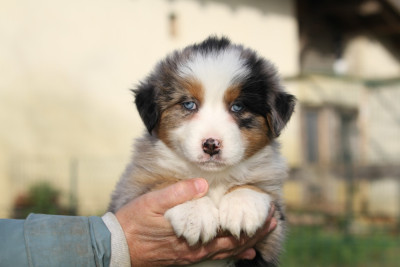 Les chiots de Berger Australien