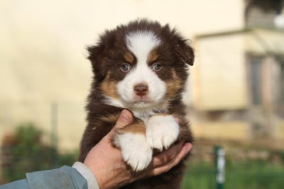 Les chiots de Berger Australien