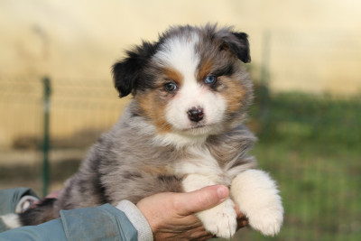 Les chiots de Berger Australien