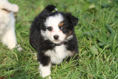 Les chiots de Berger Australien