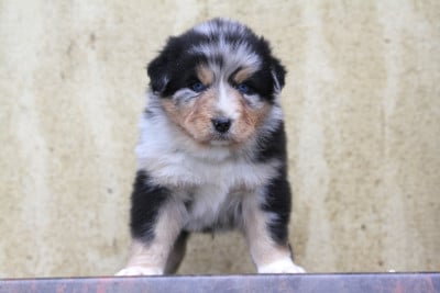 Les chiots de Berger Australien