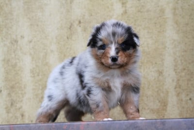 Les chiots de Berger Australien