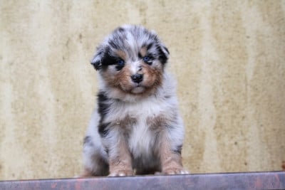 Les chiots de Berger Australien
