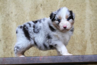 Les chiots de Berger Australien