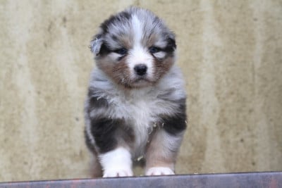 Les chiots de Berger Australien
