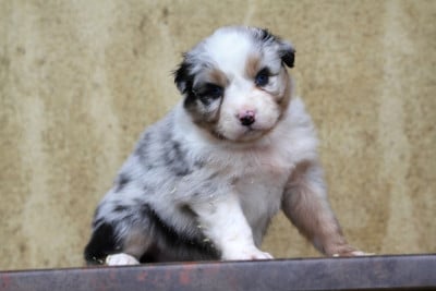 Les chiots de Berger Australien