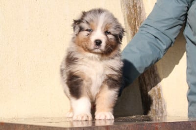 Les chiots de Berger Australien