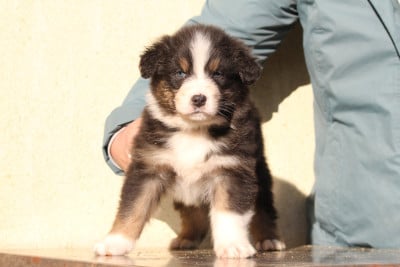 Les chiots de Berger Australien