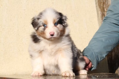 Les chiots de Berger Australien