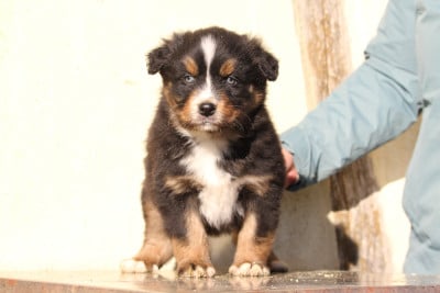 Les chiots de Berger Australien